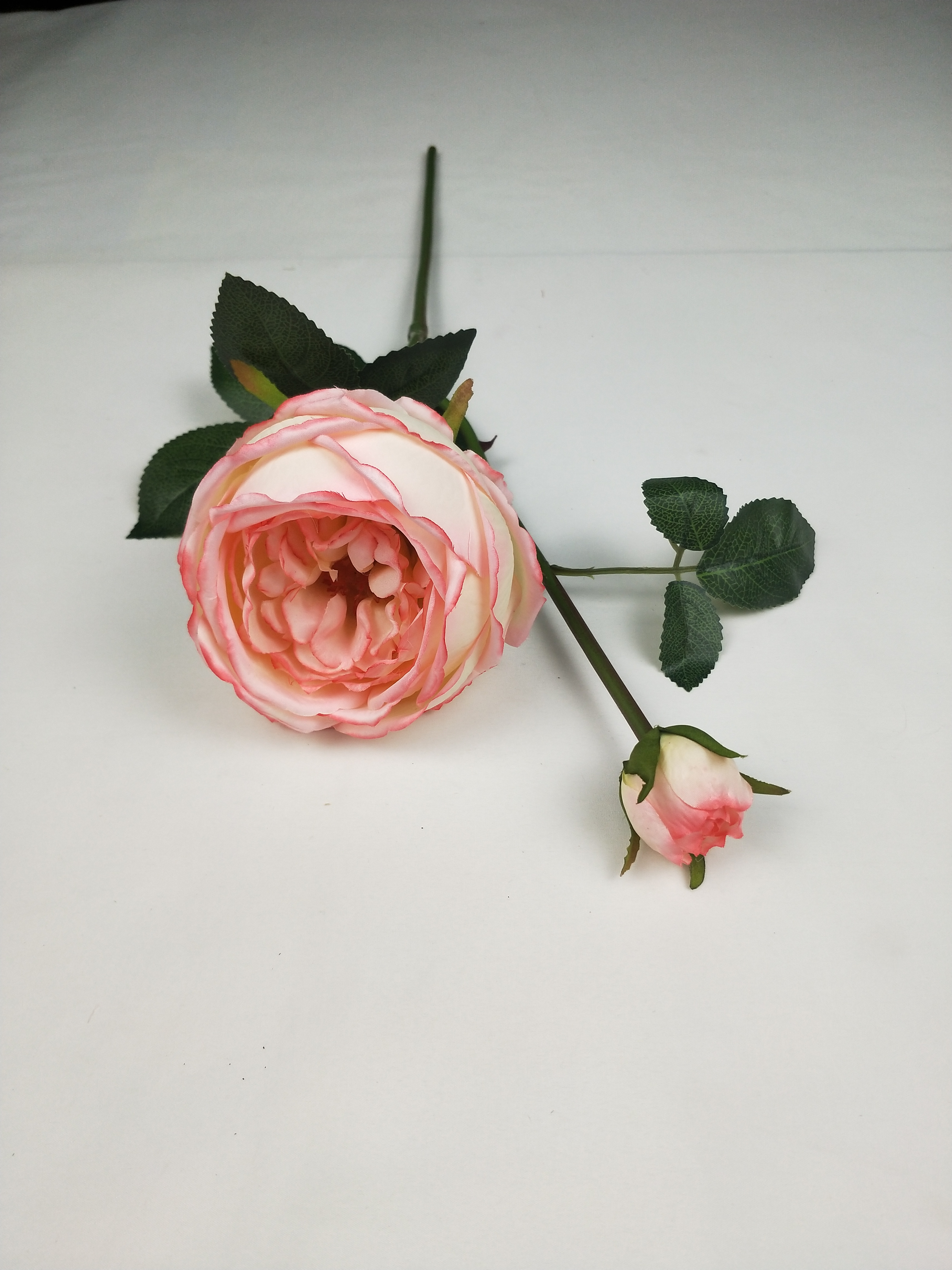 English Rose-2T