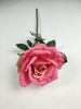 Single Newly Wrinkled Rose