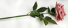 Single Newly Curled Rose