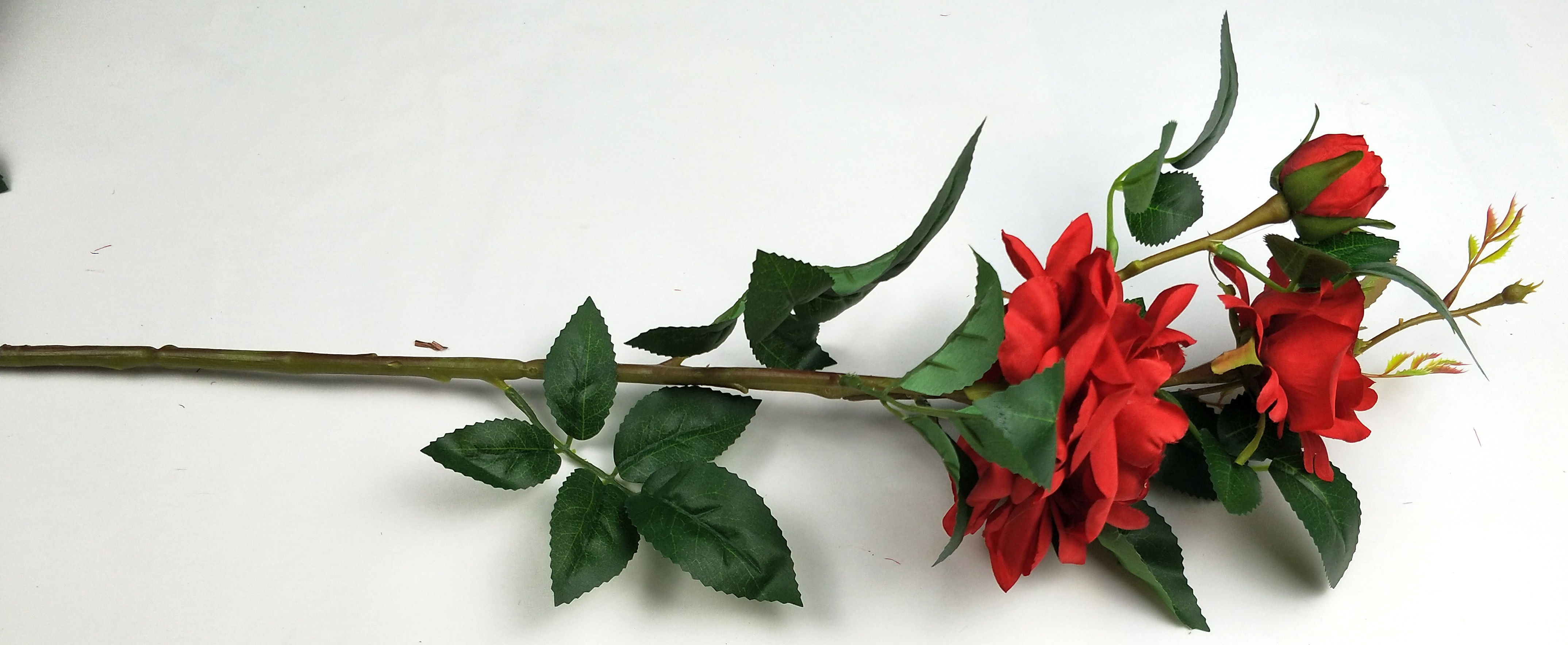 Chinese rose-3T