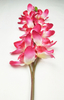 Cymbidium