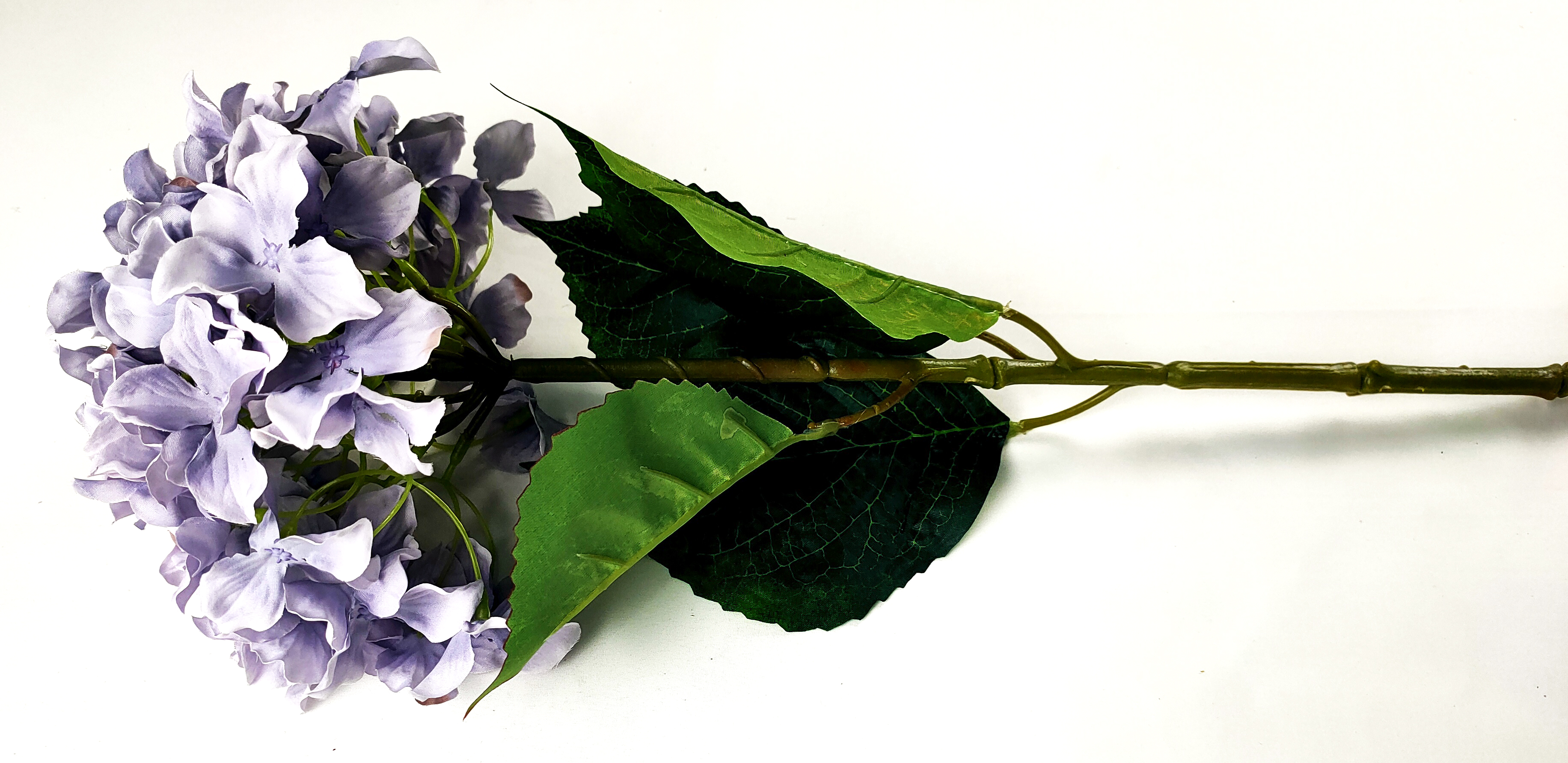 Hydrangea