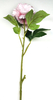 Xishi peony