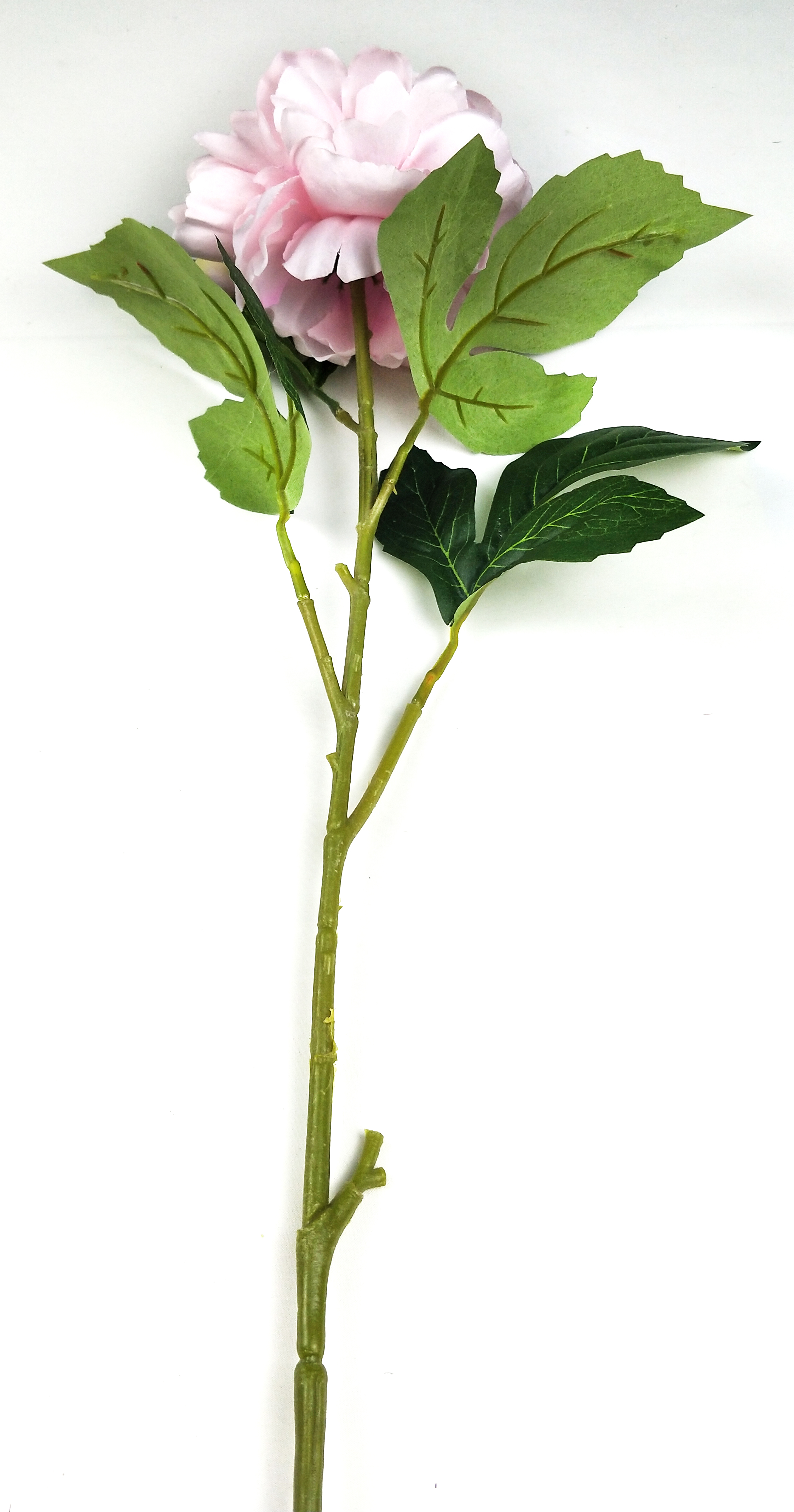Xishi peony