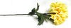 Single large chrysanthemum