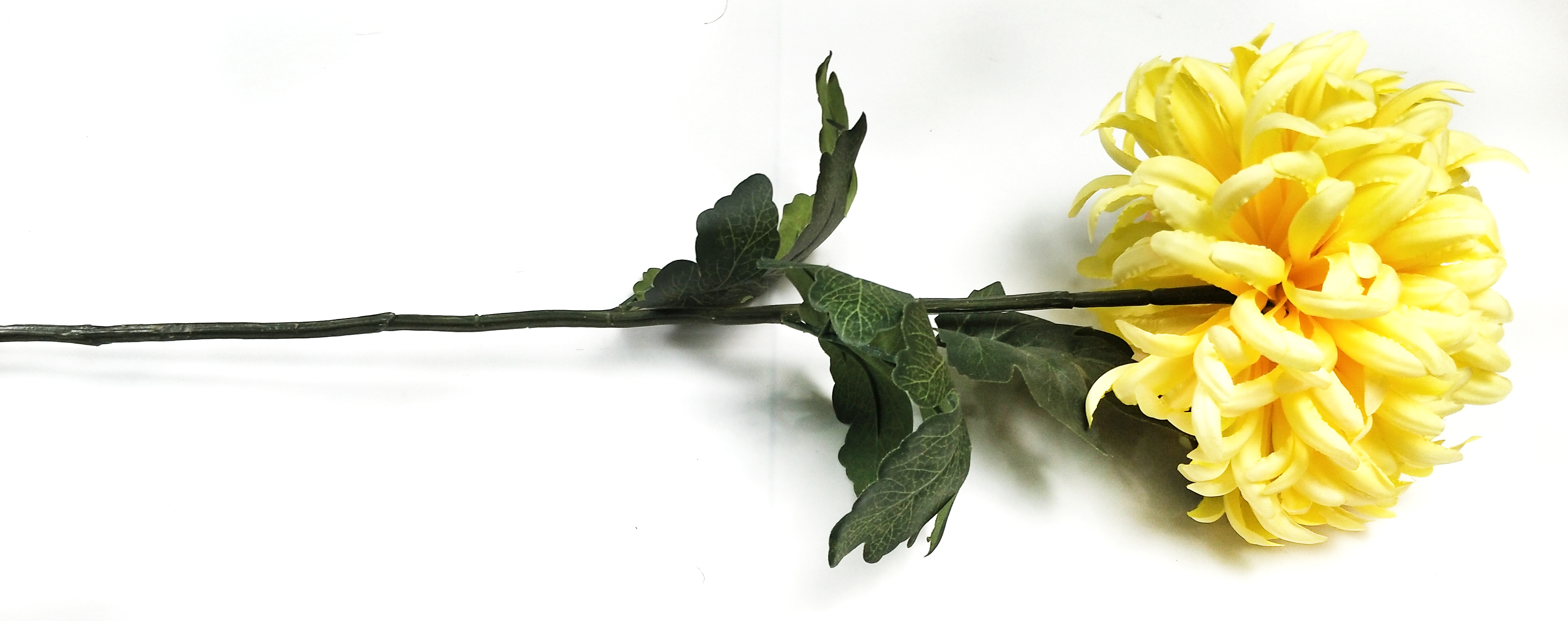 Single large chrysanthemum