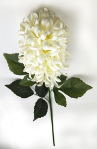 Big head chrysanthemum