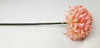 Chrysanthemum ball