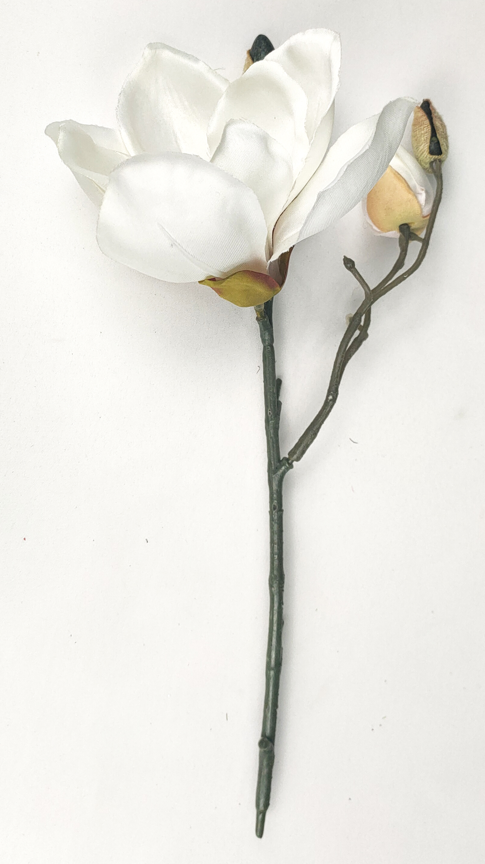 Spiglets of magnolia