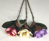Single magnolia-1T