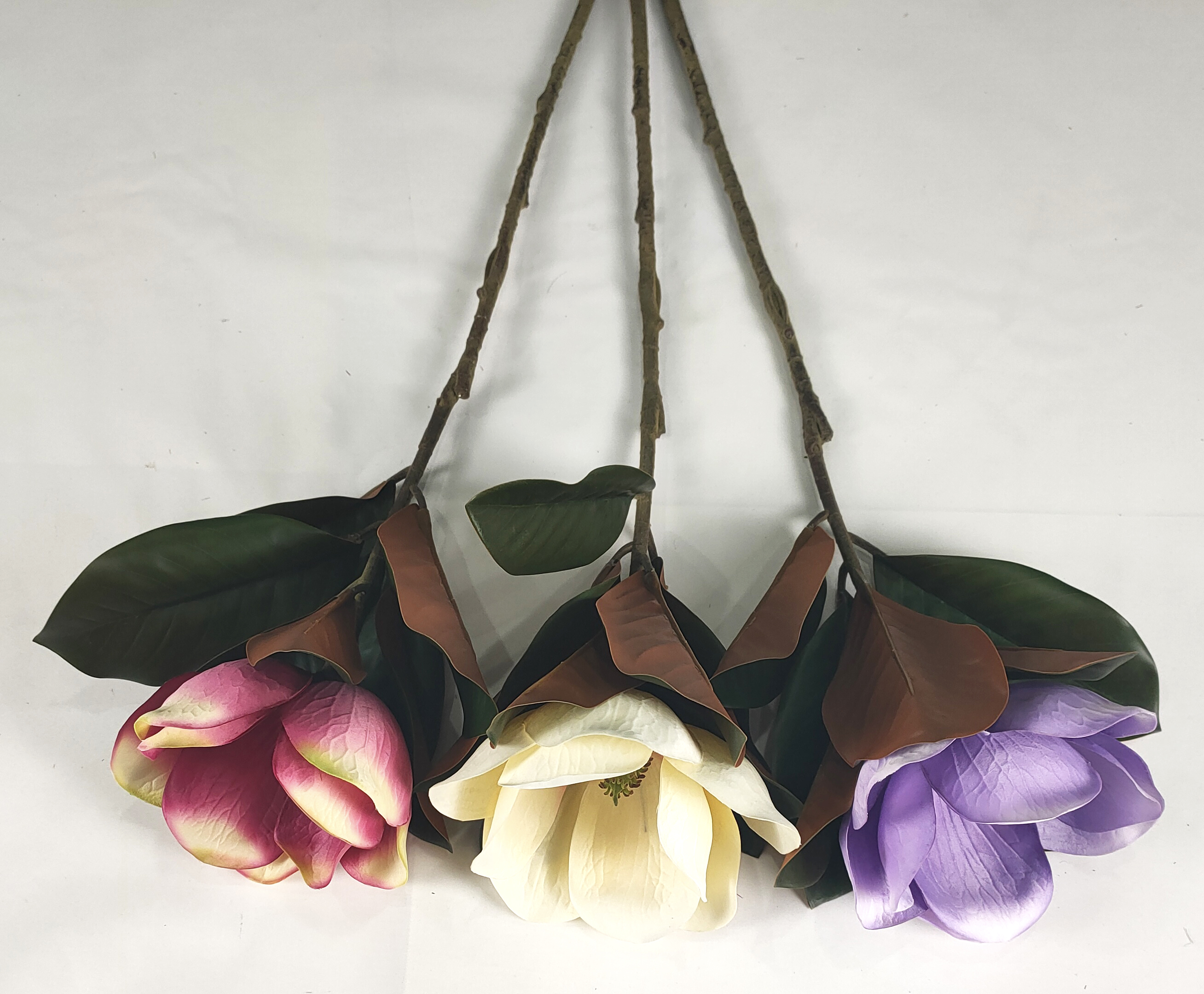 Single magnolia-1T