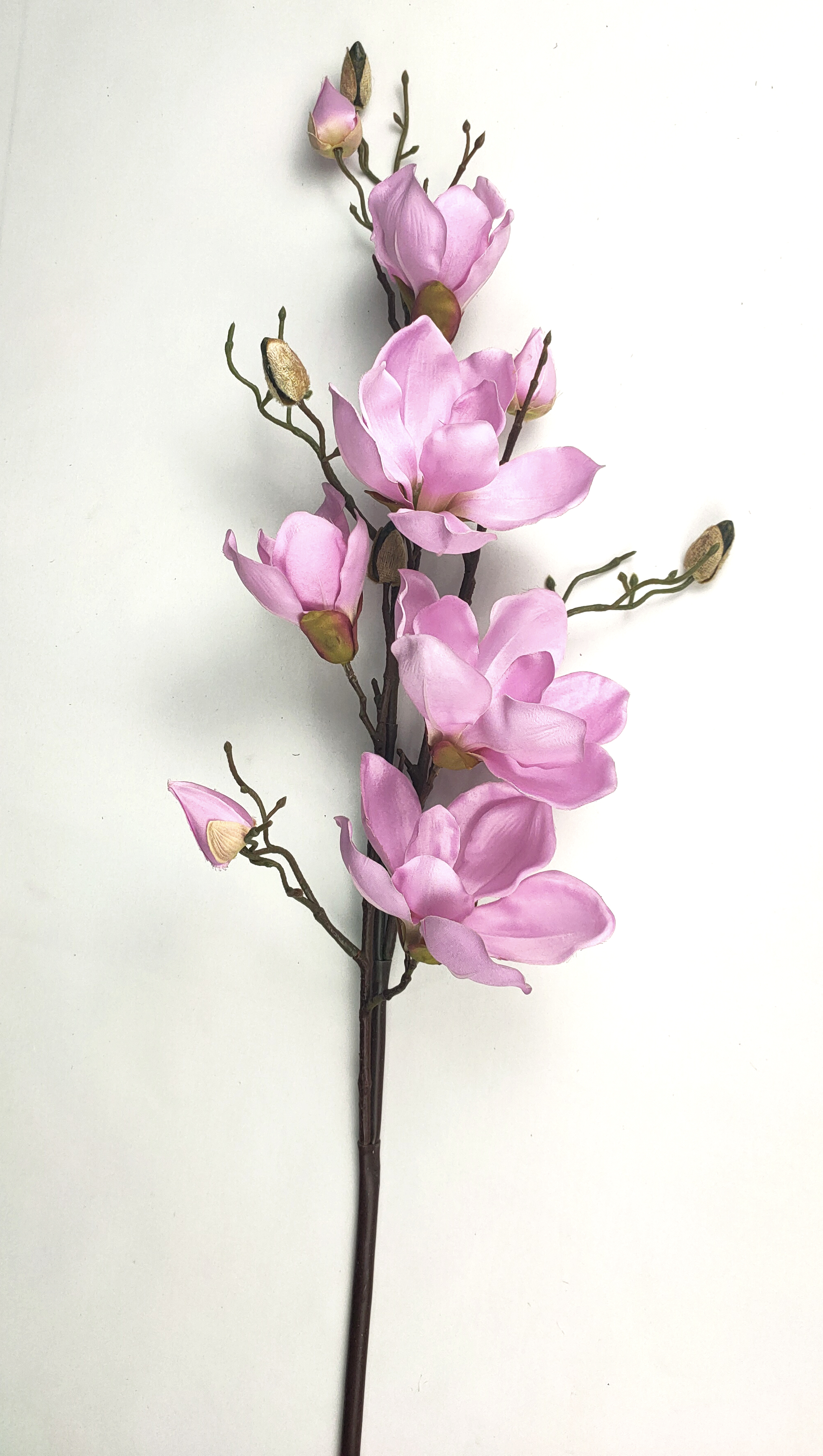 Single branch of magnolias