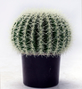 40cm Ball Cactus
