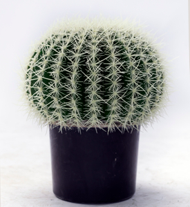 40cm Ball Cactus