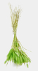 Uraria