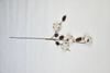4T-Cotton（Hazelnut）