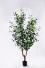 New 210cm Ficus