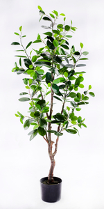 120cm Ficus