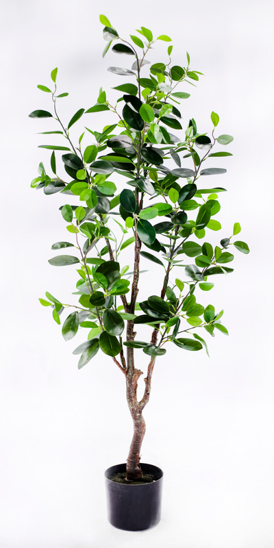120cm Ficus