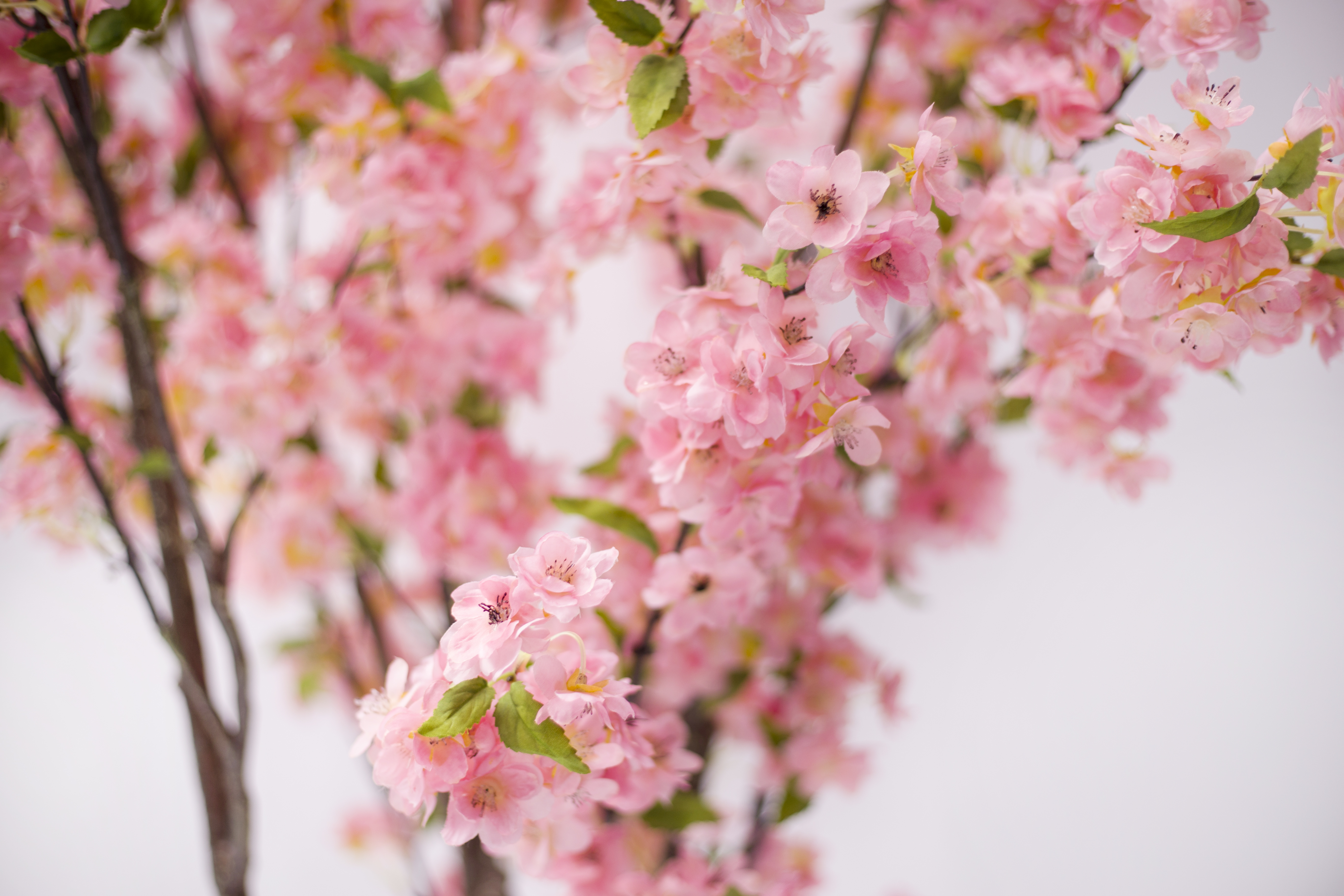 140cm Blossom