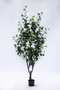 180cm Eucalyptus