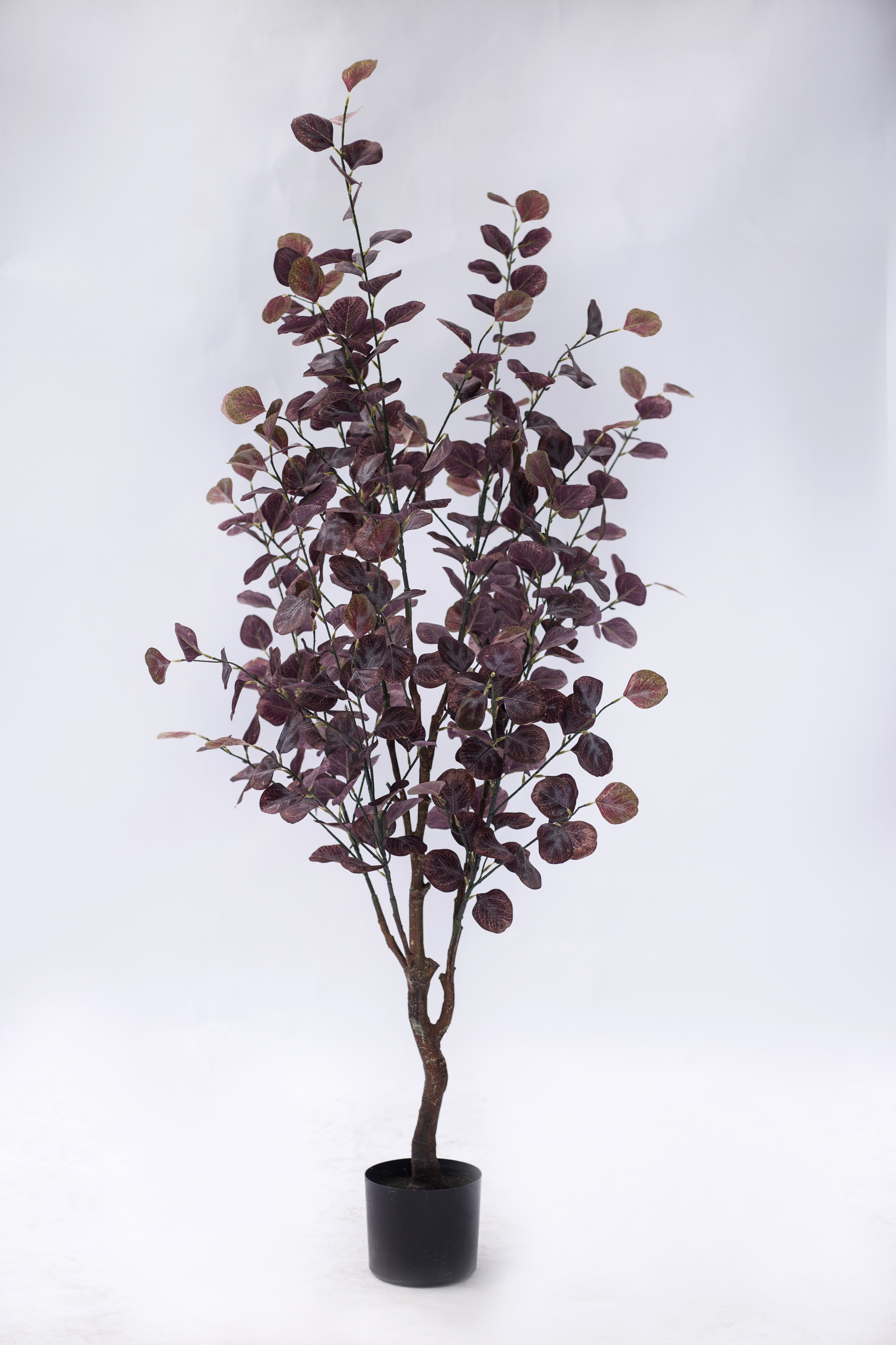 150cm Eucalyptus