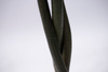 140cm Pachira Macrocarpa