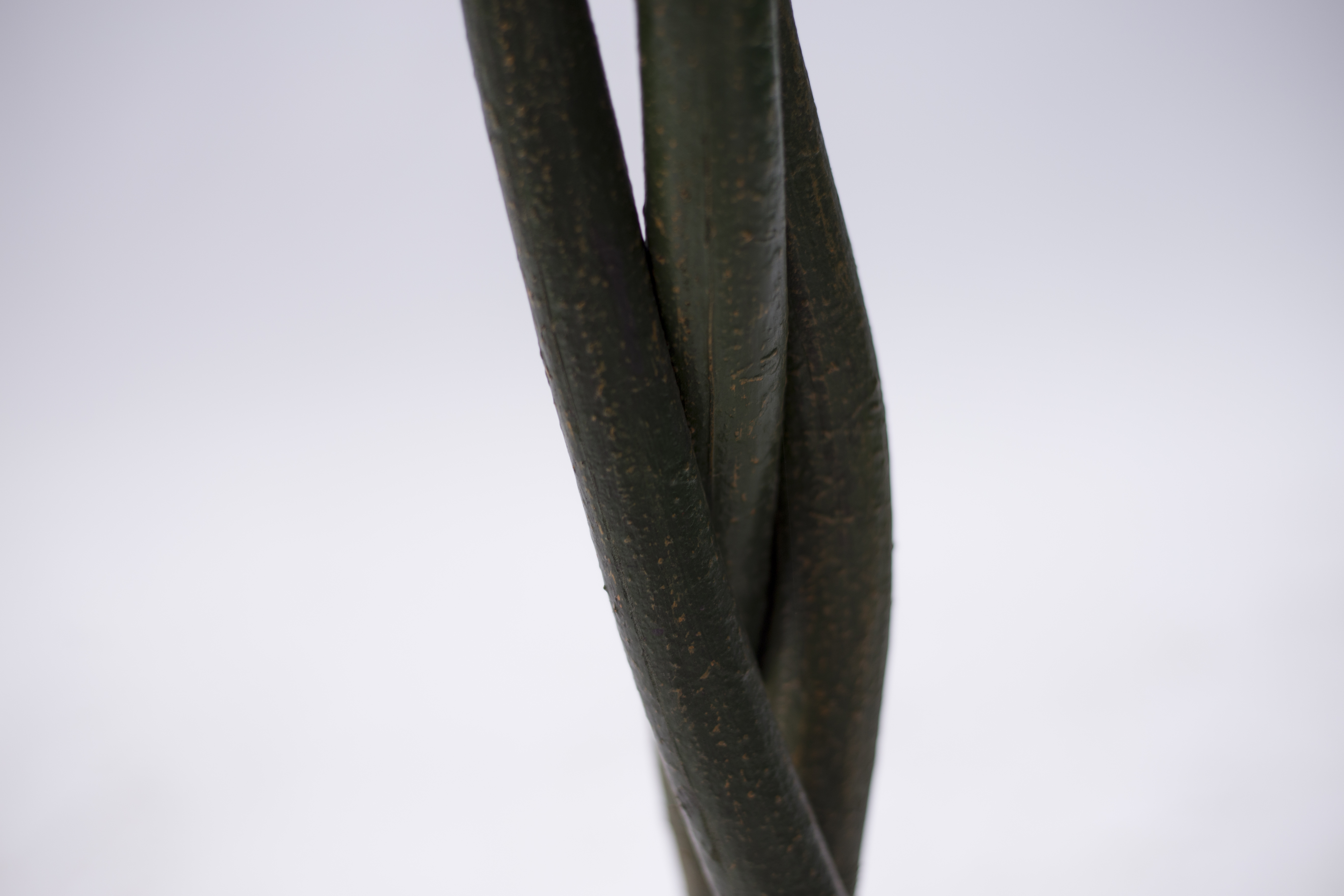 140cm Pachira Macrocarpa