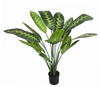 90cm B Calathea Zebrina