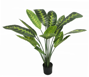 90cm B Calathea Zebrina