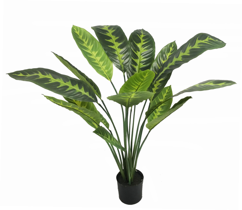 90cm B Calathea Zebrina