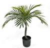 55cm A Mini Areca Palm