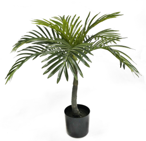 55cm A Mini Areca Palm
