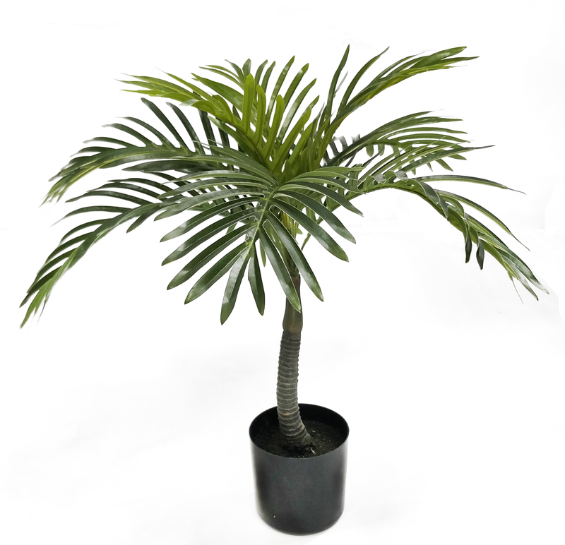 55cm A Mini Areca Palm
