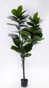 152cm Rubber Plant