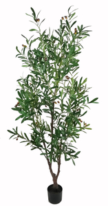 180cm Olive