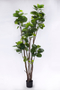 200cm Aralia Fabian
