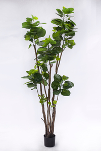 200cm Aralia Fabian