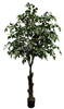 230cm Ficus
