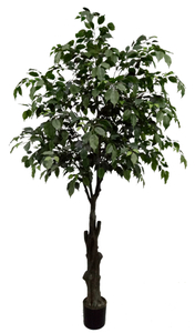 230cm Ficus