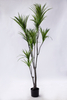 180cm Dracaena