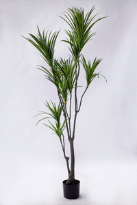 180cm Dracaena