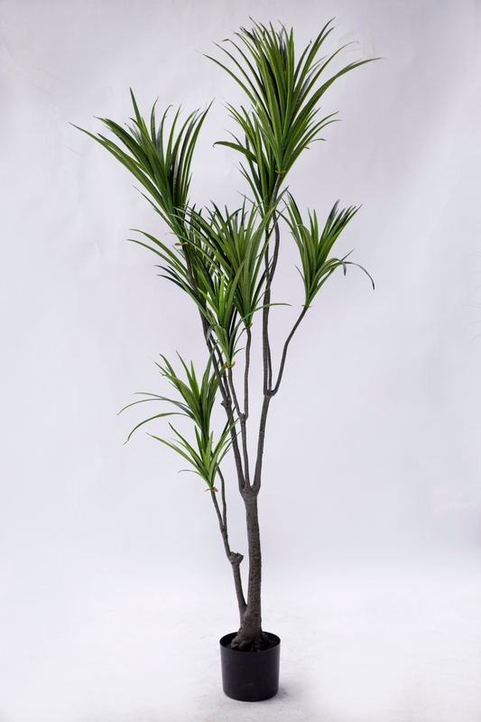 180cm Dracaena