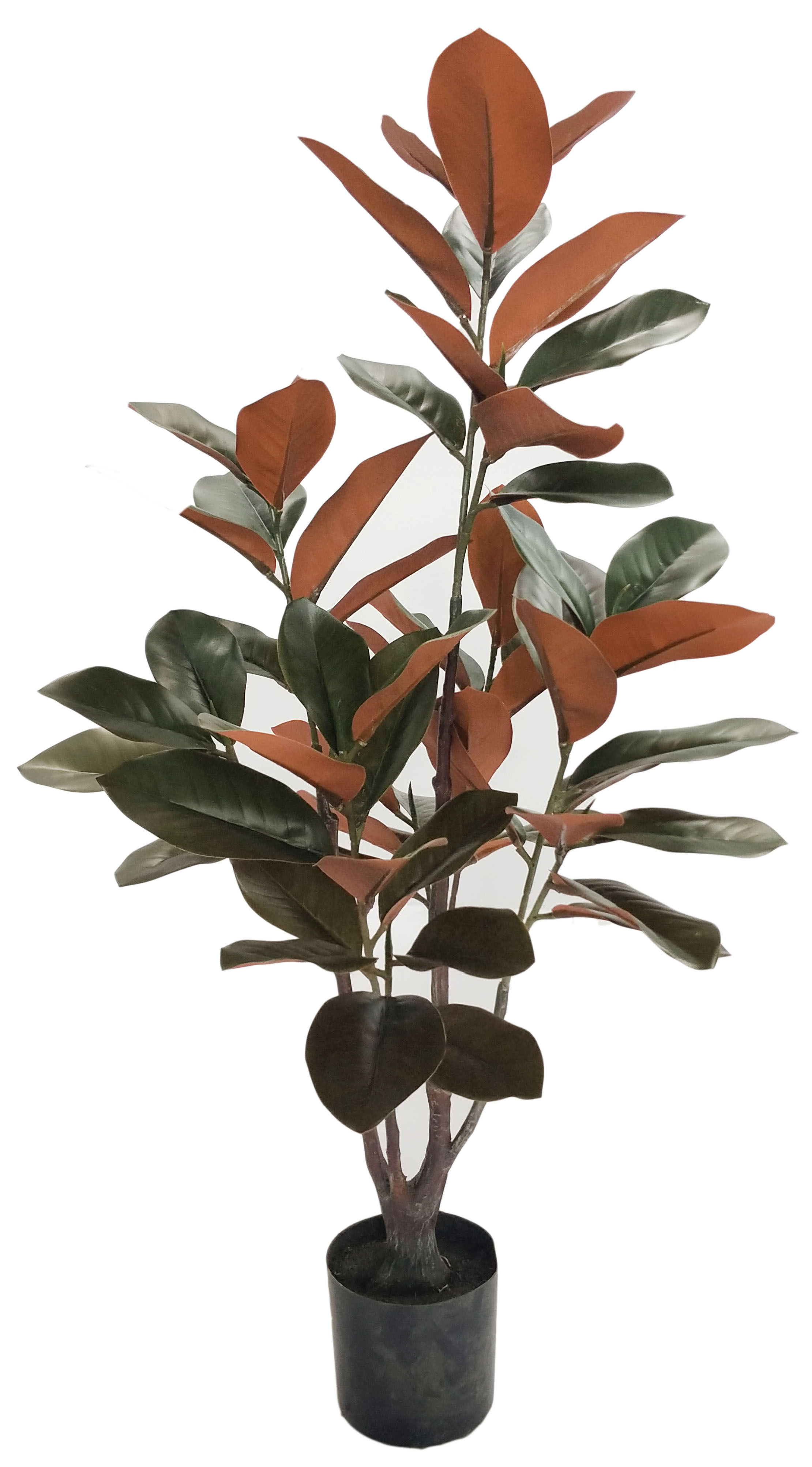 90cm Magnolia Tree
