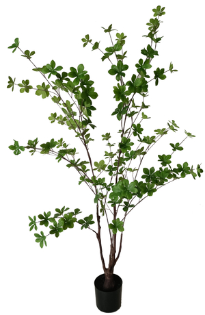 120cm Canterbury Bell