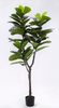 152cm Fiddle Tree