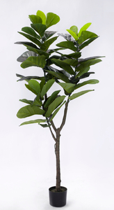 152cm Fiddle Tree