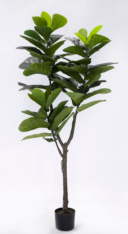 152cm Fiddle Tree