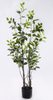 130cm Ficus
