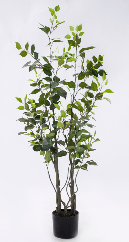 130cm Ficus